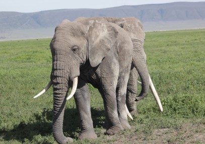 4 Days Camping Safari to Tarangire, Serengeti & Ngorongoro
