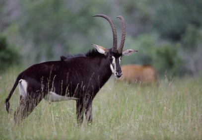 2-Day Lodge Safari to Lake Manyara & Ngorongoro Crater