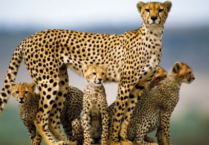 3-Day Lodge Safari to Tarangire, Ngorongoro and Manyara