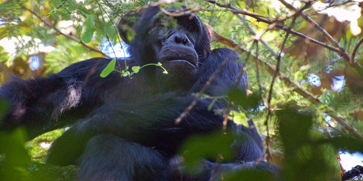 Chimpanzee