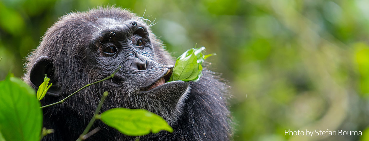 Chimpanzee By Stefan Bouma