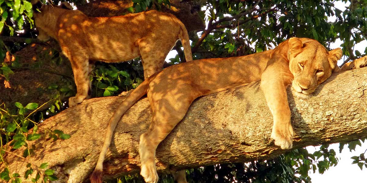 Climbing Lions