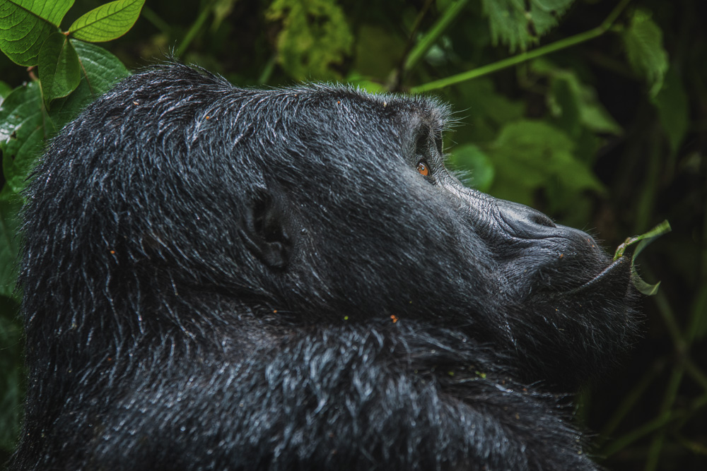 Gorilla Safari