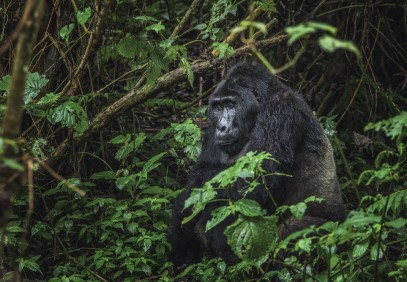 7-Day Uganda Gorilla and Chimpanzee Trekking