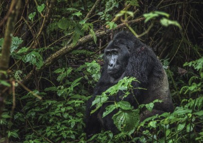 7-Day Uganda Gorilla and Chimpanzee Trekking