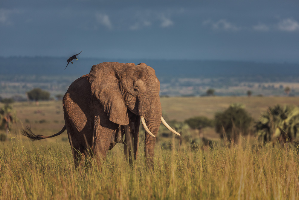 Murchison Falls Elephant