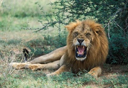 3-Day Murchison Falls & Ziwa Rhino Sanctuary