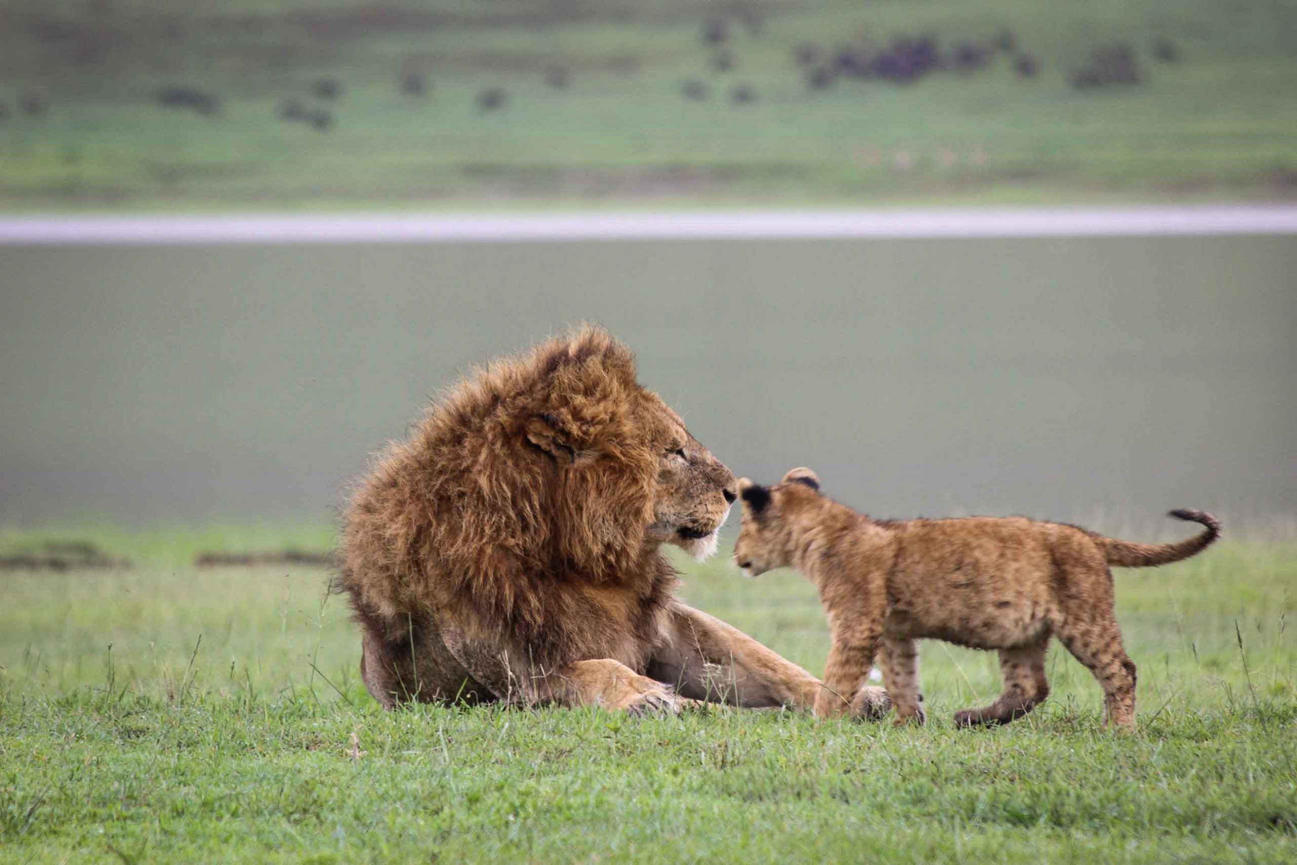 Ngorongoro Crater