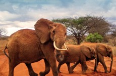 3-Day Tsavo East & Amboseli Safari