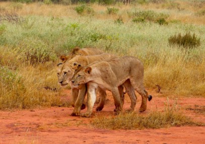 5-Day Tsavo & Taita Sanctuary Safari