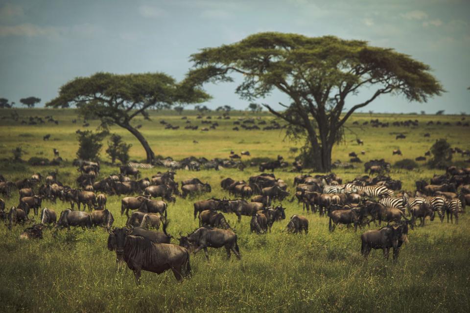 Wildebeest Serengeti