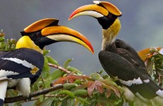 13 Days Uganda Wildlife and Birding Safari