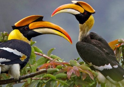 13 Days Uganda Wildlife and Birding Safari