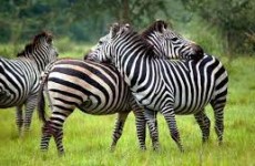 14 Days Luxury Family Uganda Special