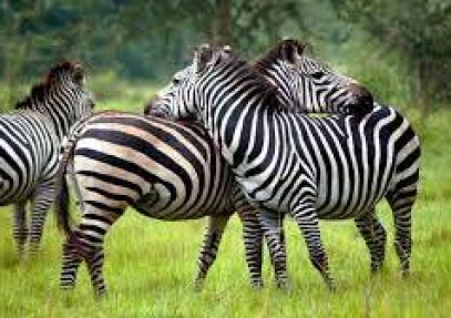 14 Days Luxury Family Uganda Special