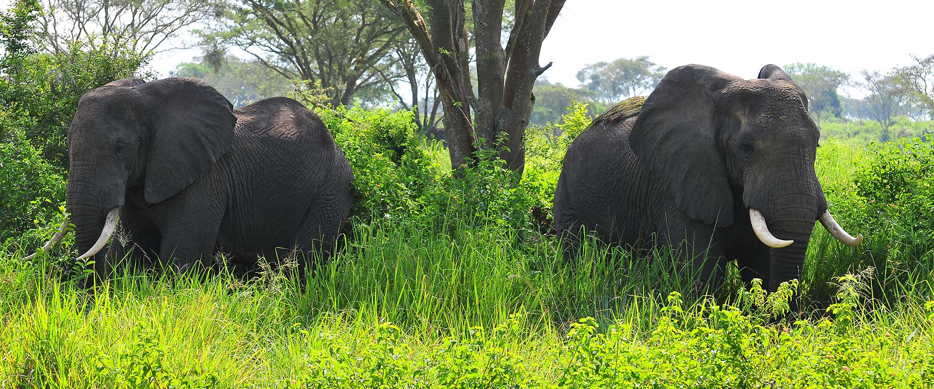 Qenp Elephants