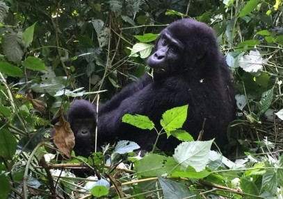 7 Days Uganda Primate Trekking Safari