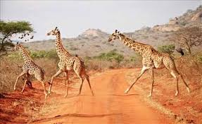 Tsavo East 22