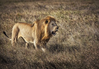 1-Day Tour to Tarangire National Park