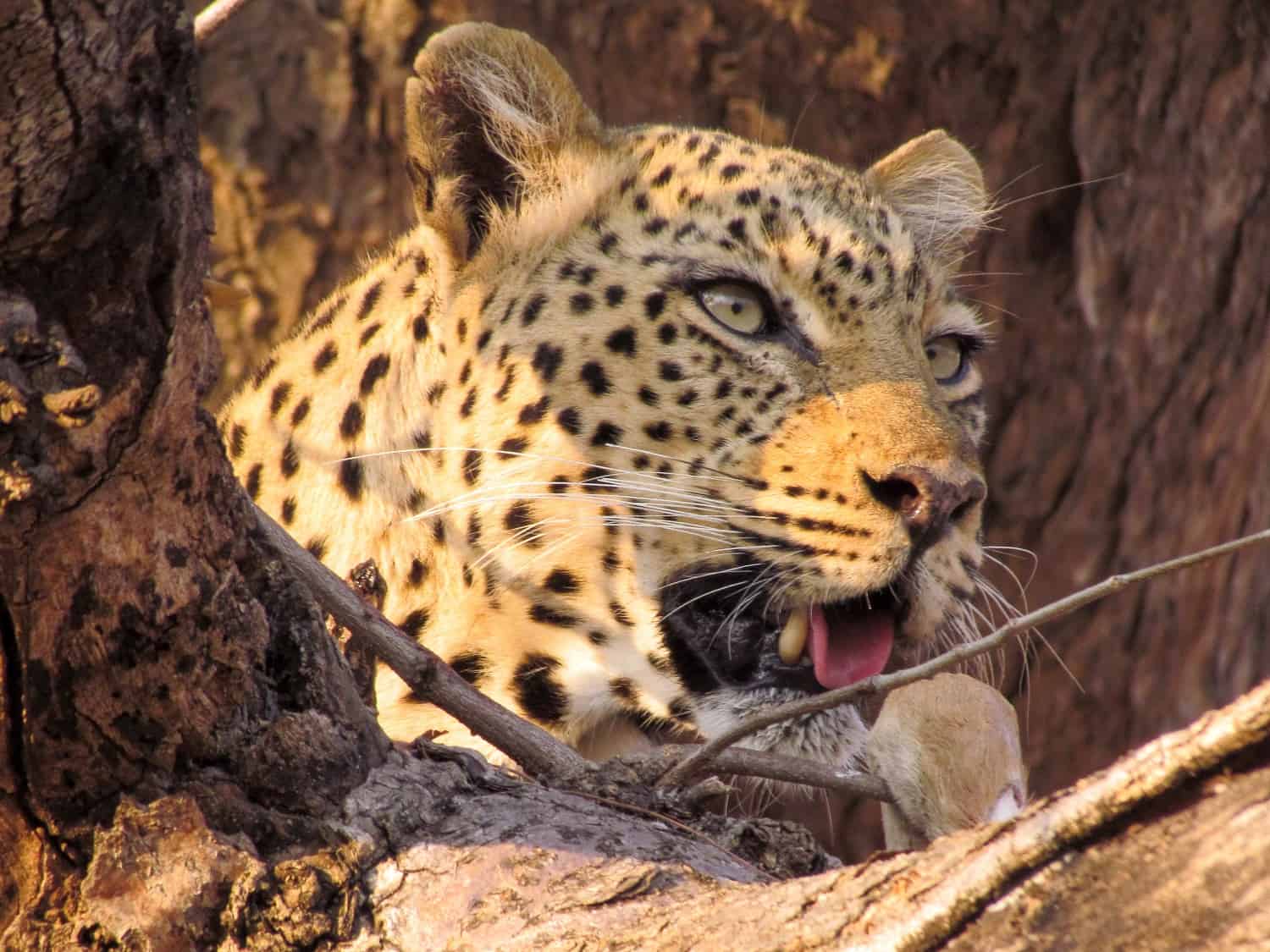 Kafuntasafaris Wildlife 1