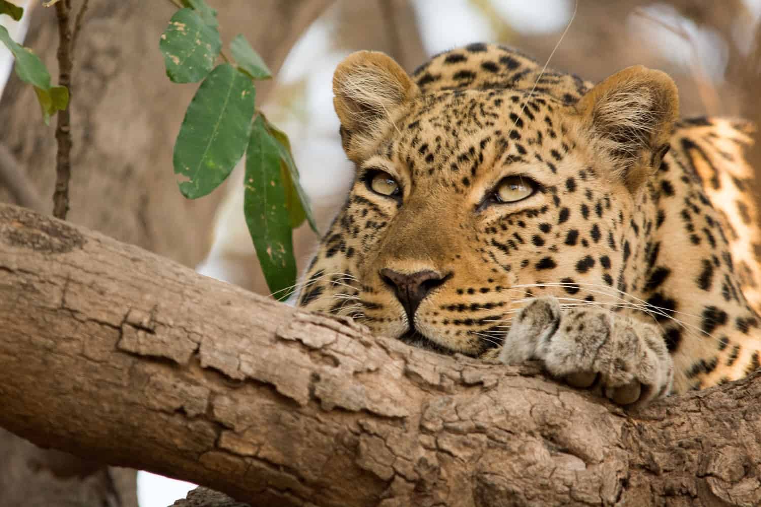 Kafuntasafaris Wildlife 5