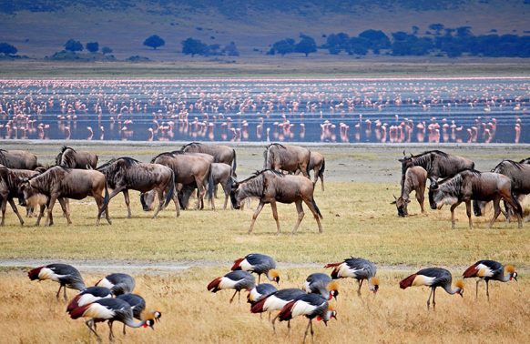 Lake Manyara 1