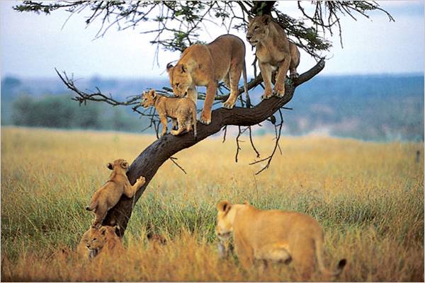 Lake Manyara 3