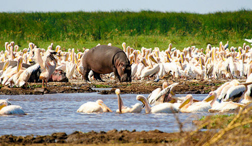 Lake Manyara 6