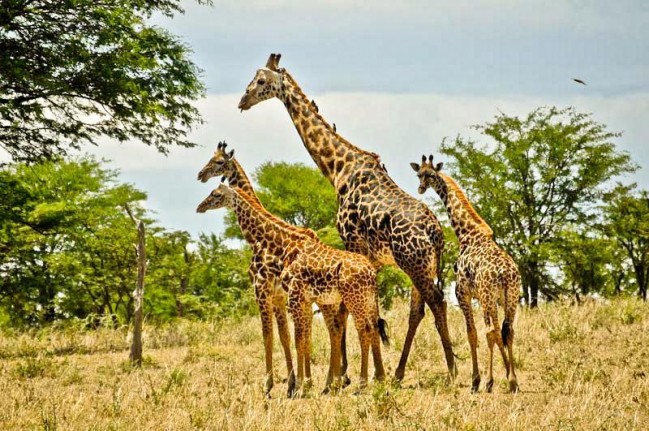 Lamke Manyara 7