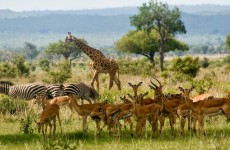 4 Days Tanzania Budget Camping Safari