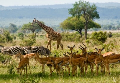 4 Days Tanzania Budget Camping Safari