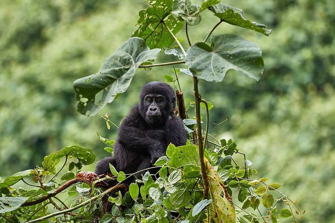 Gorillas Uganda