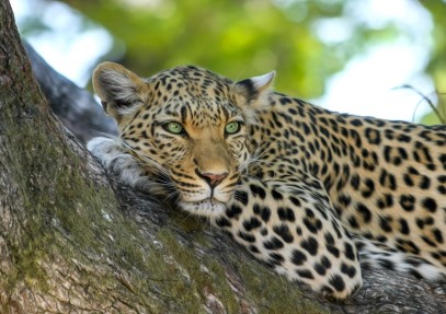 8 Days Gorillas, Chimpanzee & Wildlife Uganda Safari