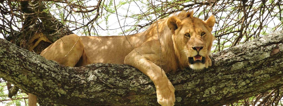 Lion