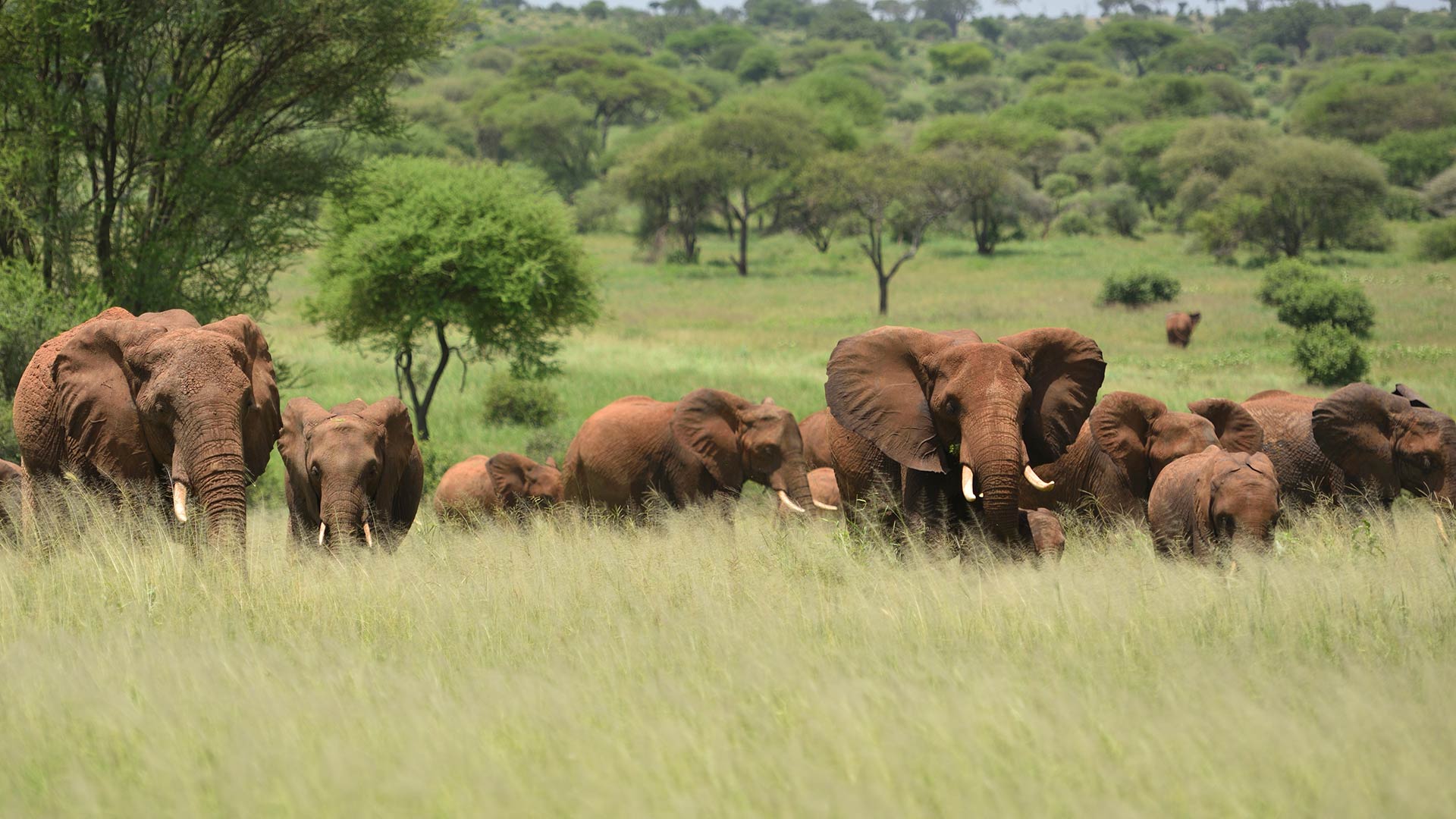 Serengeti 4
