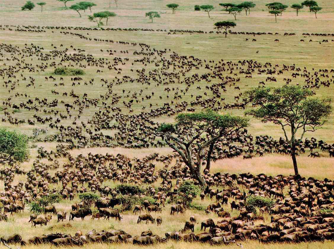 Serengeti Migration