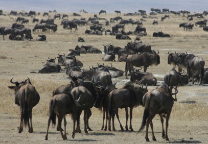 5-Day Manyara, Ngorongoro, Serengeti & Tarangire Safari