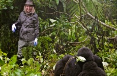 5 Days Gorilla Rwanda Safari