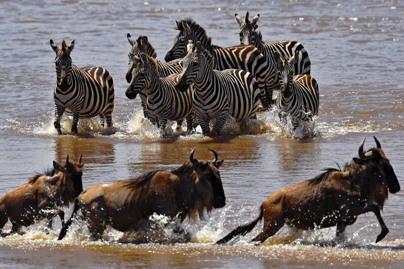 10 Day Serengeti Migration Safari