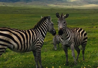 4 Days Amazing Northern Tanzania Safari