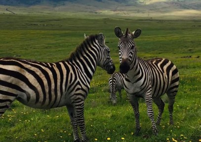 4 Days Amazing Northern Tanzania Safari