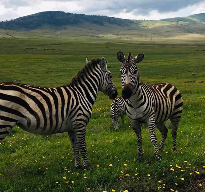 zebra