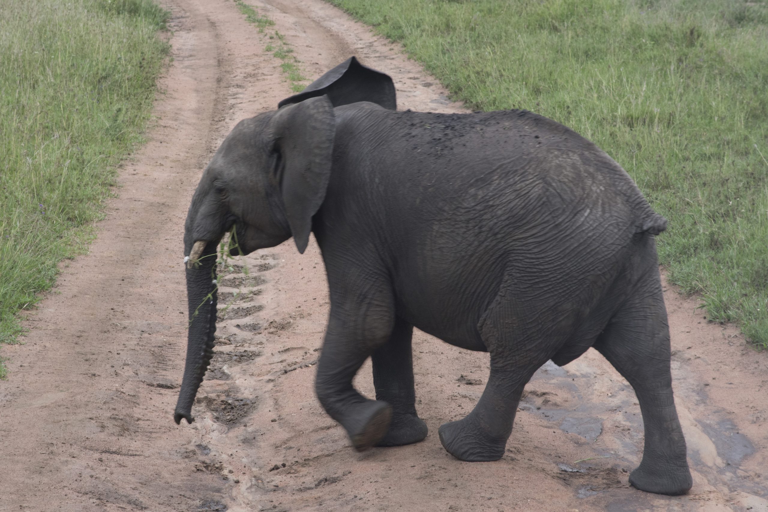 Baby Elephant
