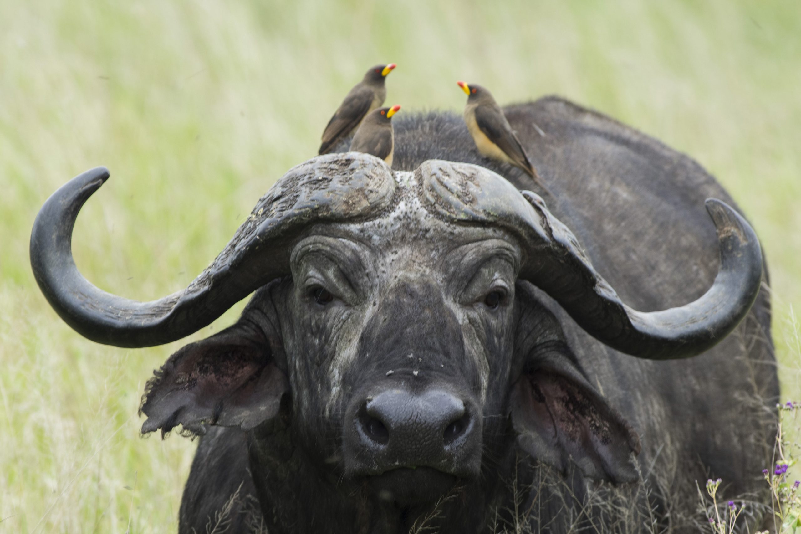 Buffalo & Tickbirds