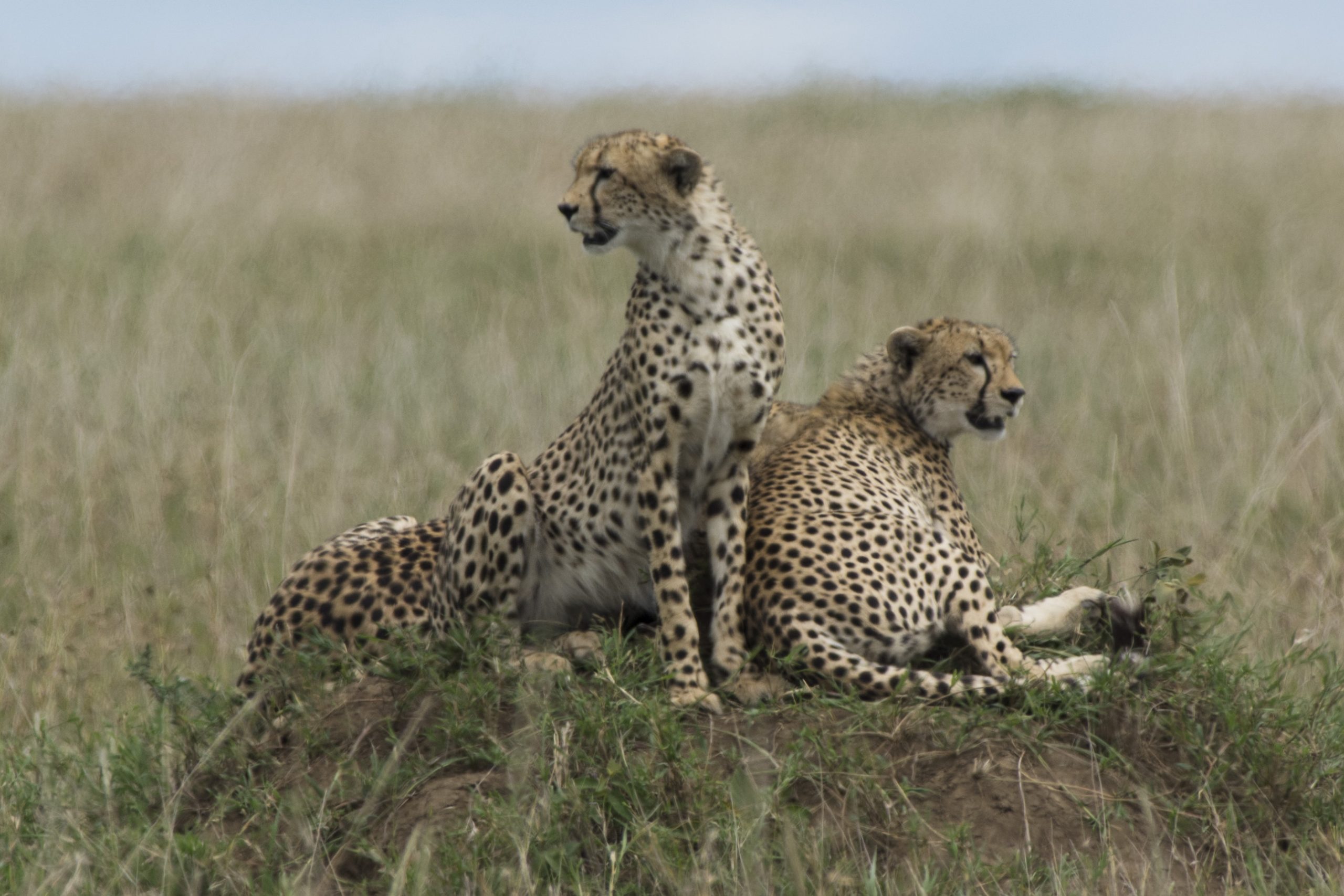 Cheetahs 2
