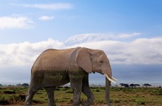 14 Days Kenya & Tanzania Safari