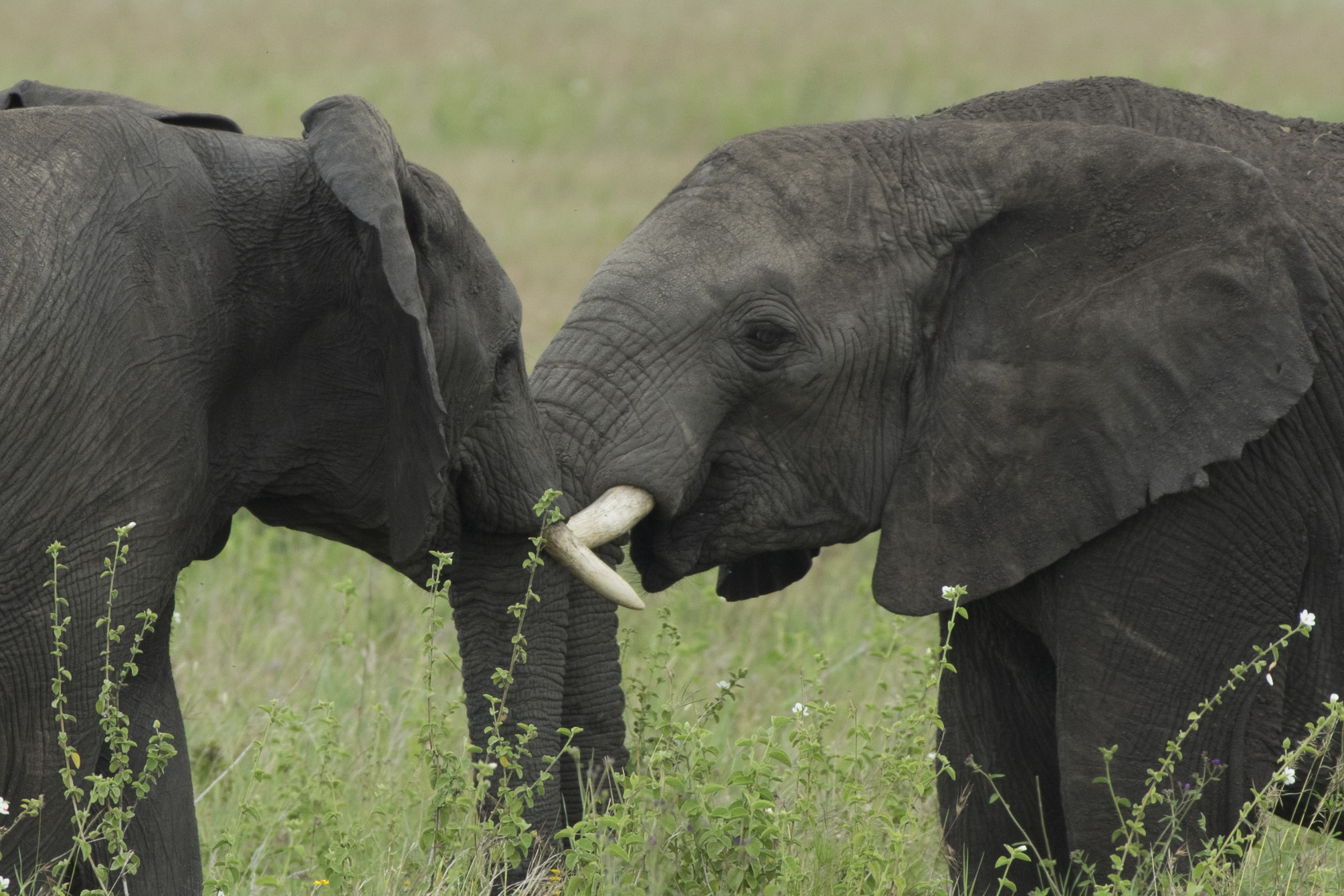 Elephants