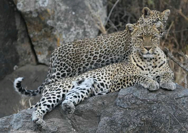 leopard