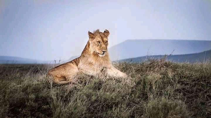AFRICA LION