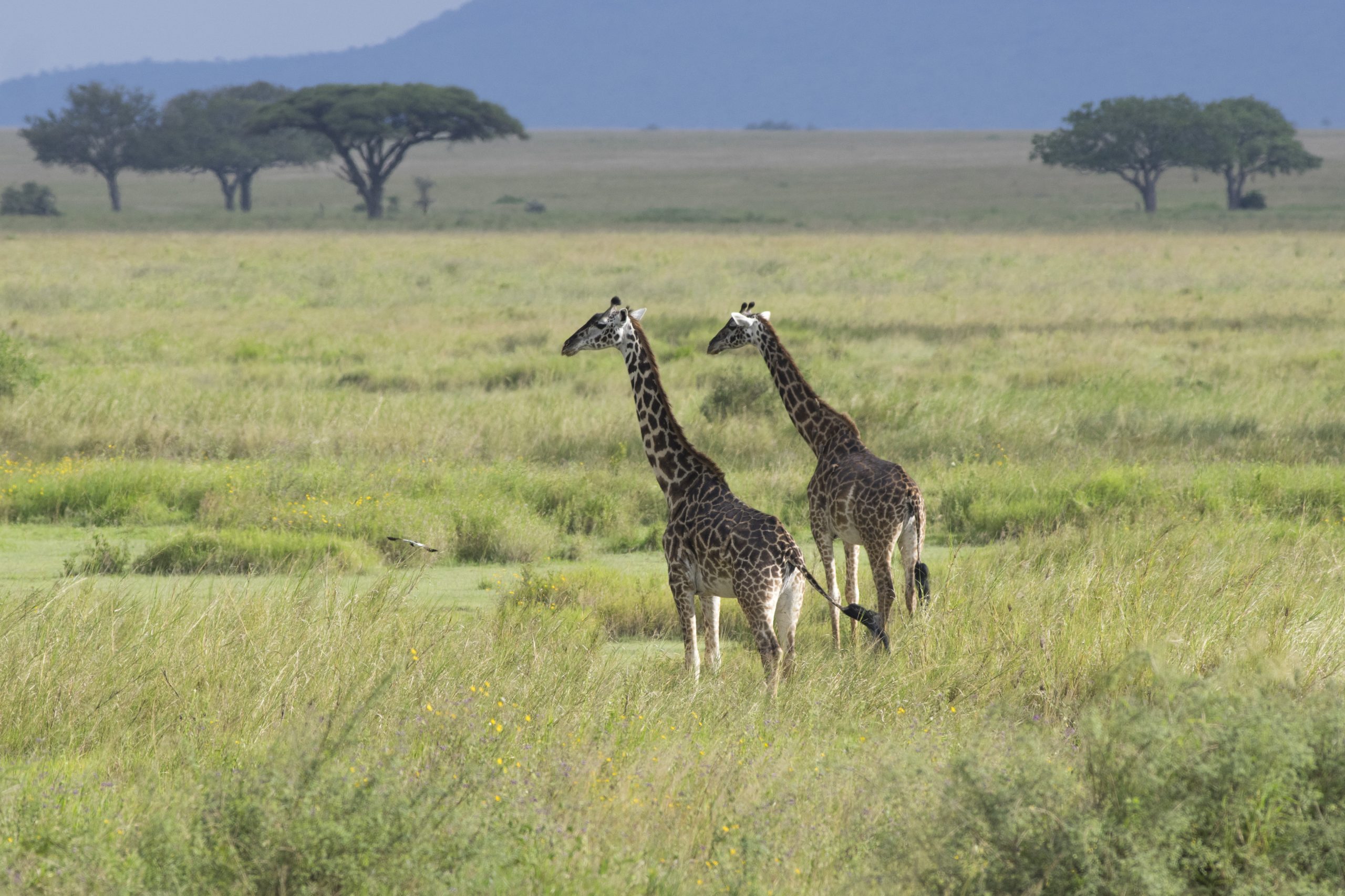 Giraffe
